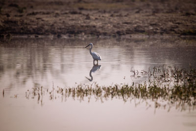 Heron in a lake