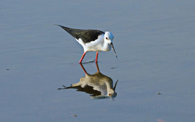 Bird in lake