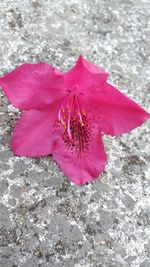 High angle view of pink flower