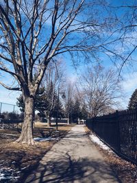 Bare trees against sky