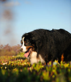 Close-up of dog looking away while standing on field