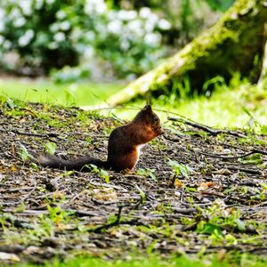 Squirrel on a field