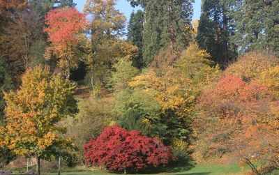 Autumn trees in forest