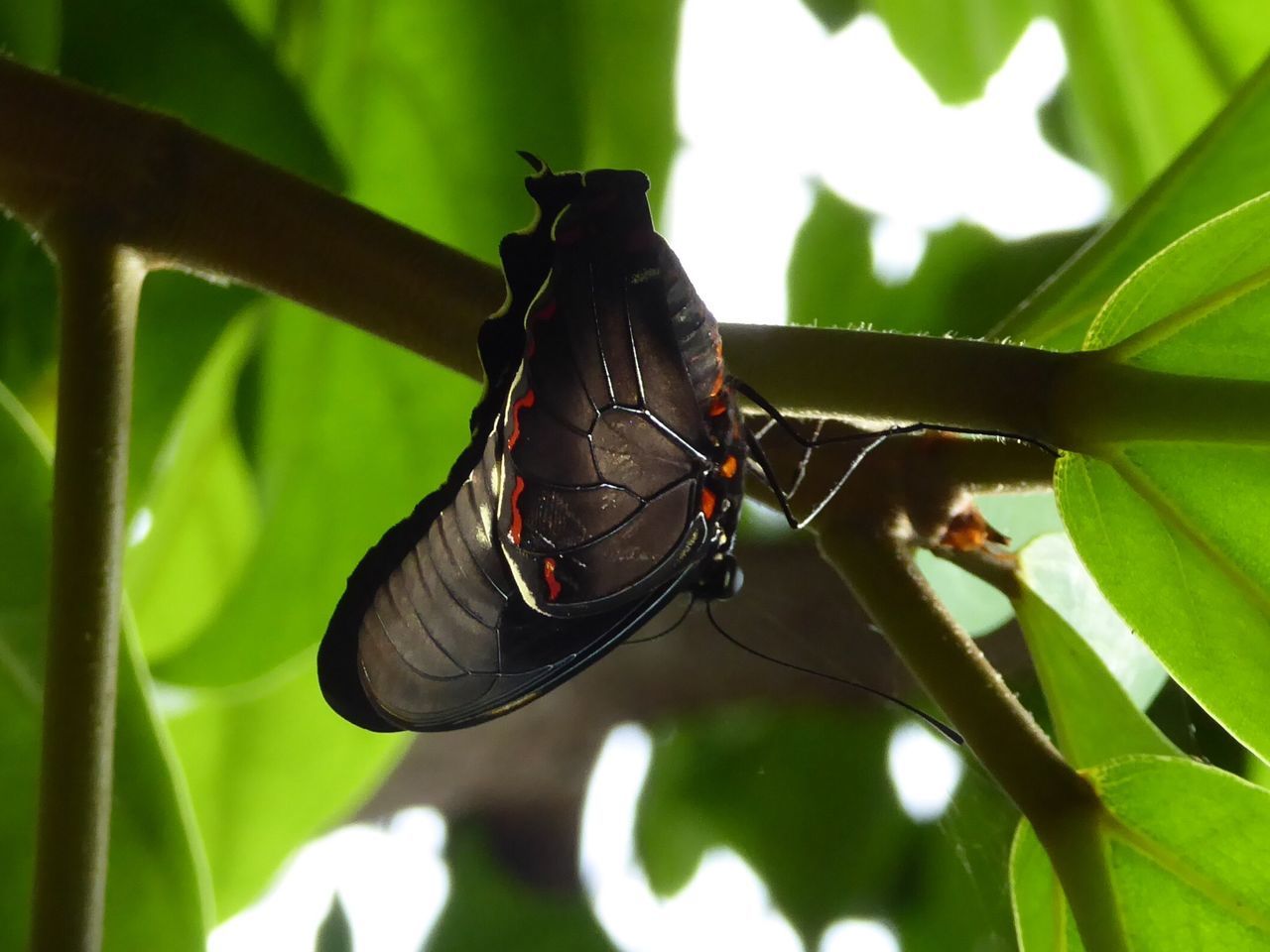 one animal, insect, animals in the wild, animal themes, wildlife, close-up, focus on foreground, plant, perching, selective focus, animal antenna, zoology, day, nature, animal wing, animal behavior, no people, green color, male animal, new life, animal markings