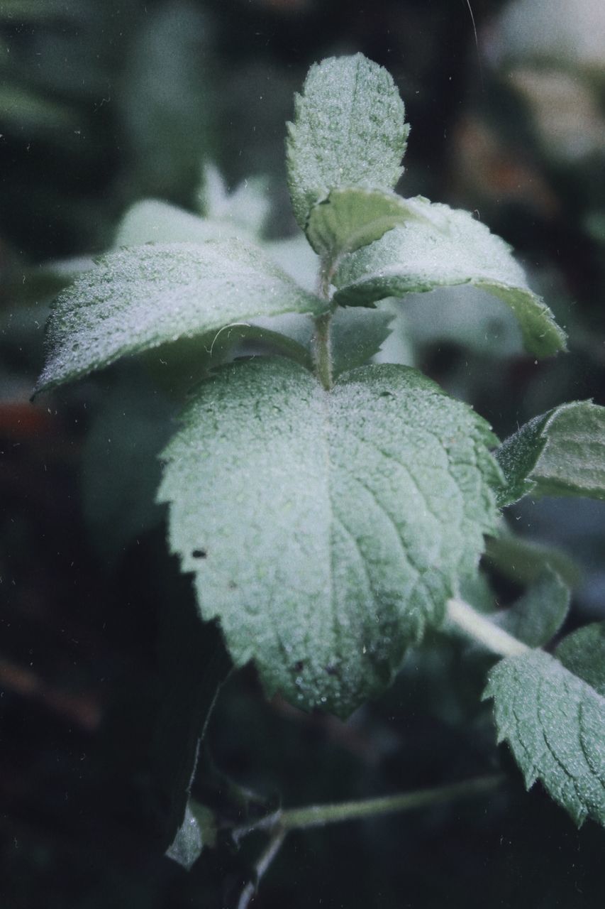 CLOSE-UP OF WATER DROP ON PLANT