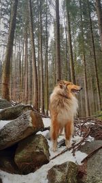 Sheep in a forest