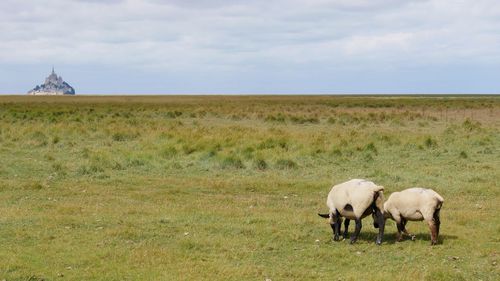 Sheep grazing in a field