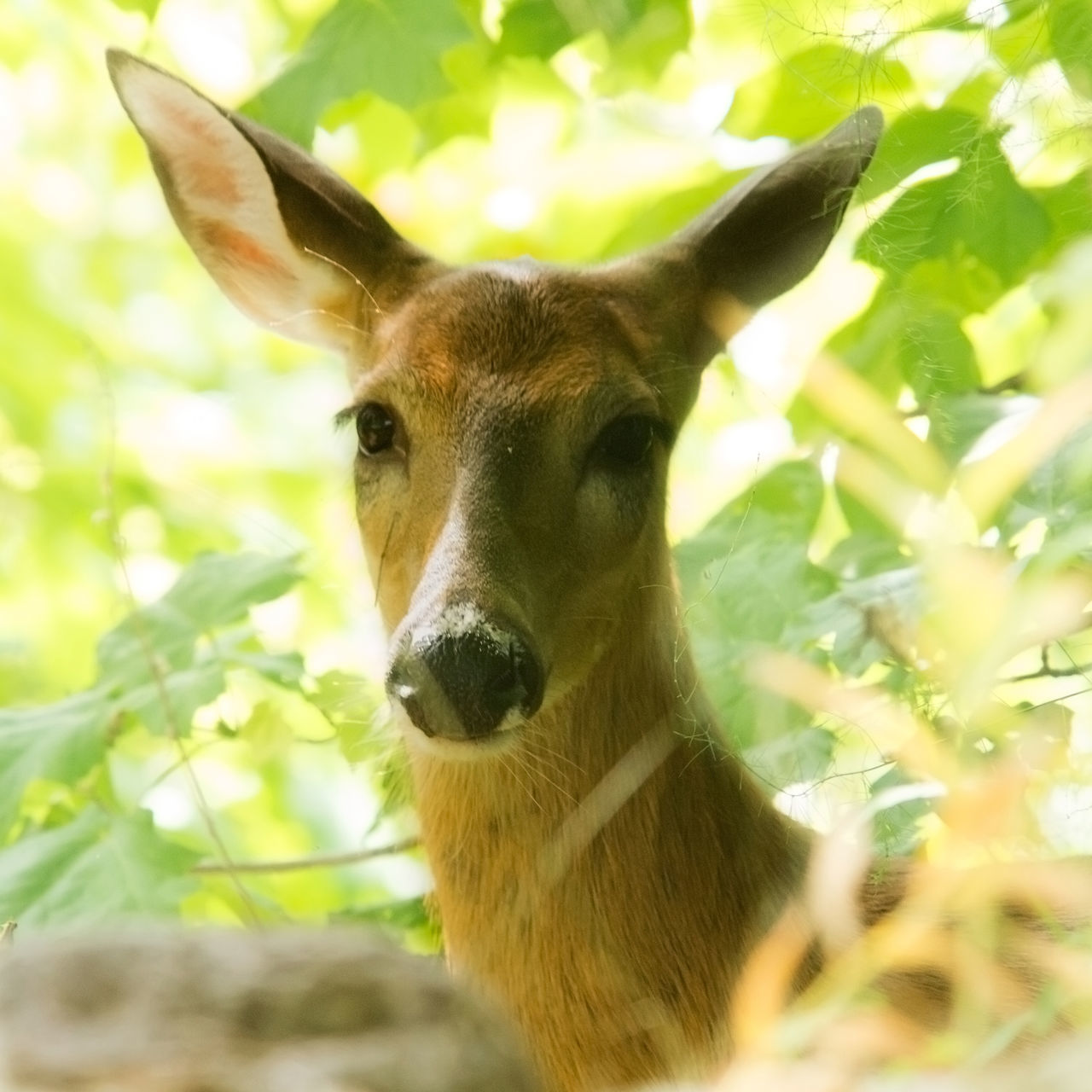 CLOSE-UP PORTRAIT OF DEER IN TREE