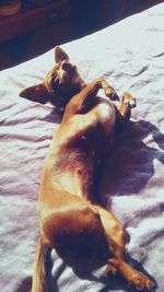 Close-up of dog sleeping on bed at home