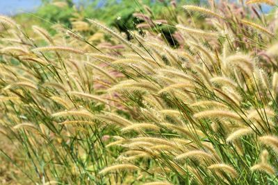 Close-up of wheat growing on field