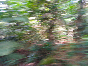 Defocused image of trees growing on field