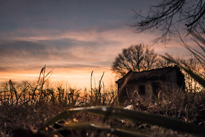 Plants growing on field against sky during sunset