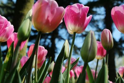 Close-up of pink tulips