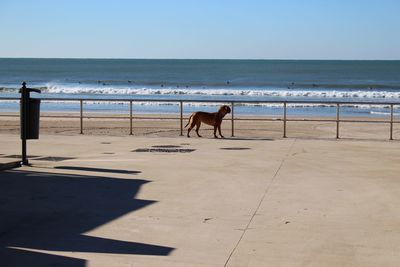 Dog on sandy beach