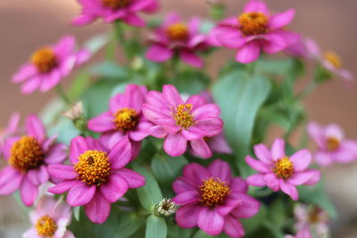 Close-up of pink flowers blooming outdoors