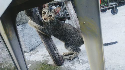 Portrait of cat sitting outdoors