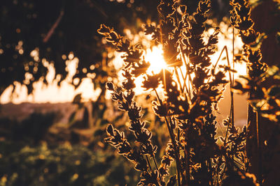 Close-up of plants growing on field during sunset