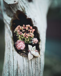 Close-up of pink flowering plant on tree trunk