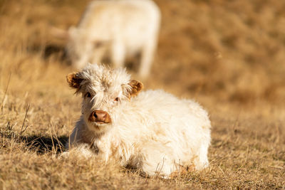 Highland cattle on meadov in the italian dolomites near val gardena.