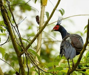 Close-up of bird perching on branch