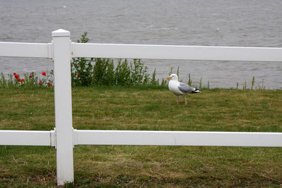 Seagull perching on grass by water