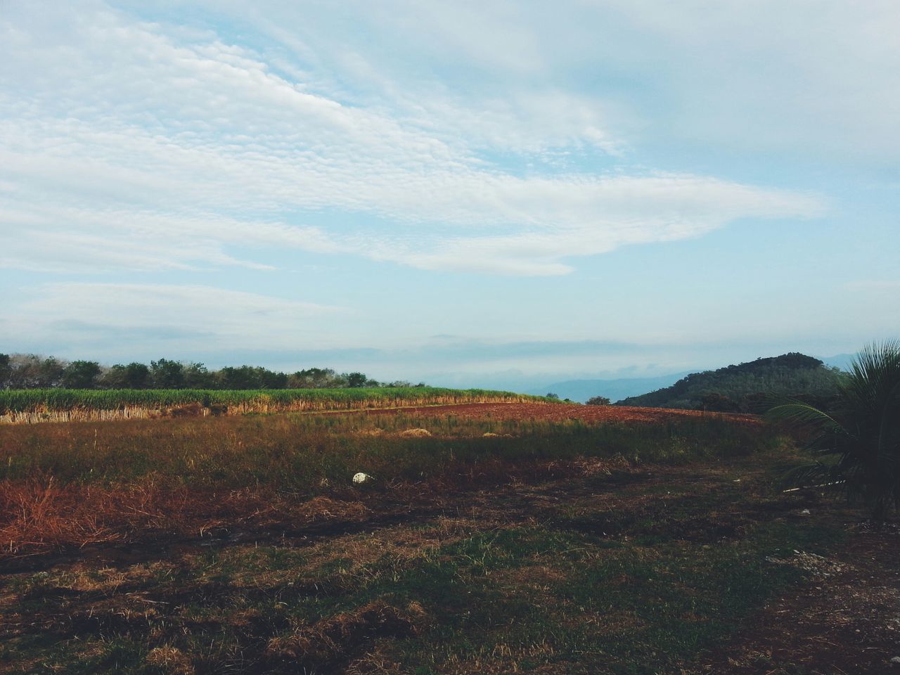 tranquil scene, tranquility, sky, landscape, scenics, beauty in nature, field, nature, cloud - sky, grass, growth, tree, cloud, non-urban scene, idyllic, cloudy, remote, horizon over land, day, outdoors