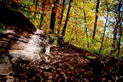 Close-up of tree trunk in forest