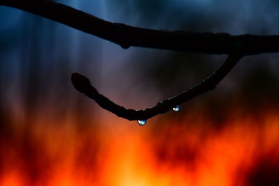 Close-up of wet plant during rainy season