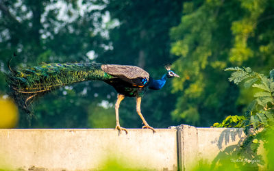 Close-up of peacock