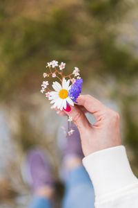 Close-up of hand holding purple flowering plant