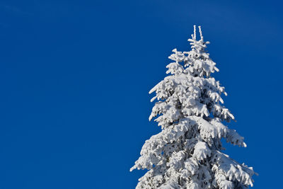 Low angle view of tree against clear blue sky and snow