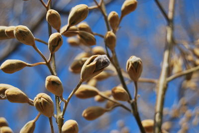 Close-up of plants