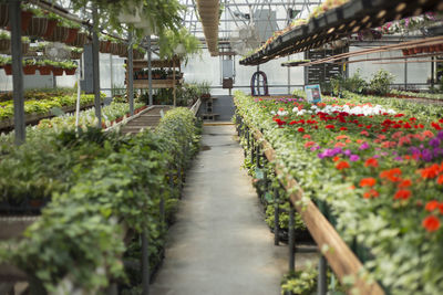 Flowers in greenhouse