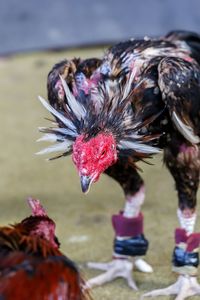 Close-up of birds