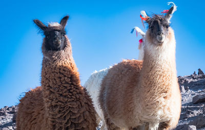 Cute lamas in bolivia