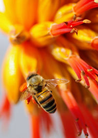 Close-up of bee pollinating on flower