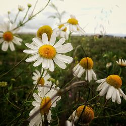 Close-up of white daisy blooming outdoors