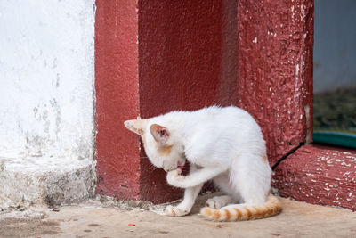 Cat sitting on wall