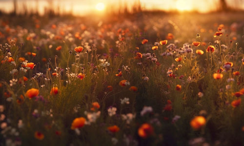 Close-up of yellow flowering plants on field