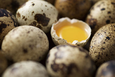 Large group of quail eggs.