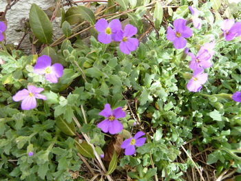 High angle view of purple flowers blooming outdoors