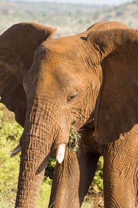 Close-up of elephant on land