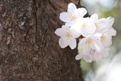 Close-up of white flowers blooming in park