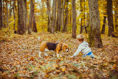 Rear view of boy playing with dog at forest