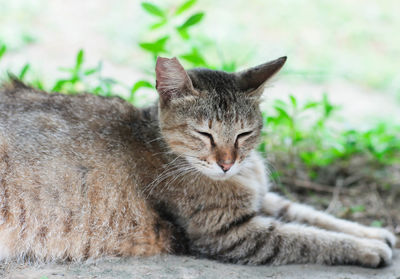 Close-up portrait of a cat