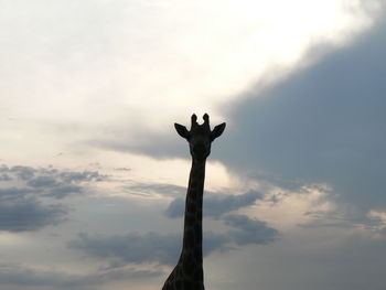 Low angle view of silhouette lizard against sky