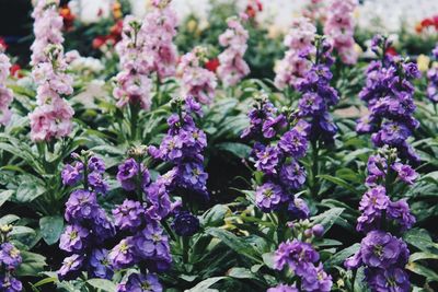 Close-up of purple flowering plants