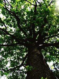 Low angle view of trees