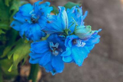 Close-up of blue flowers