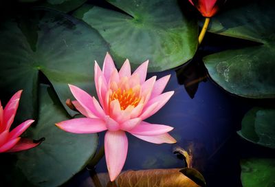 Close-up of lotus water lily in pond